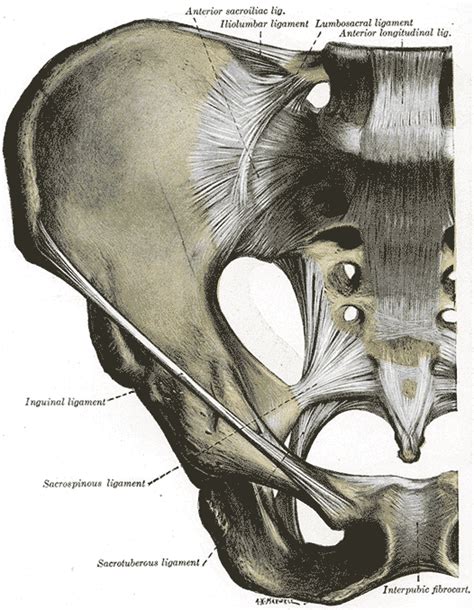 Sacroiliac joint - wikidoc