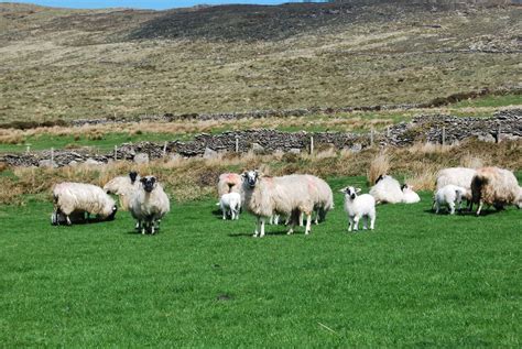 Sheep Farm Tours Ireland