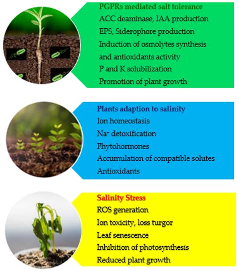 Sustainability | Free Full-Text | Salinity Stress: Toward Sustainable Plant Strategies and Using ...