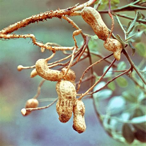 Peanut | Health Benefits, Growing & Uses | Britannica