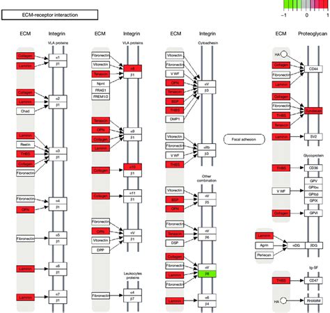 Cell signaling pathway. | Download Scientific Diagram