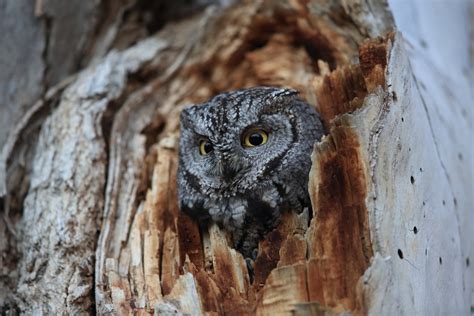 Owls In Texas: 17 Species That You Must-See In This State