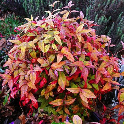 my newest garden addition...nandina | Garden shrubs, Landscaping plants ...