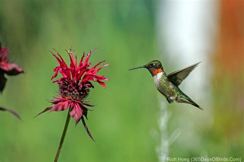 Hummingbirds and Bee Balm | 365 Days of Birds