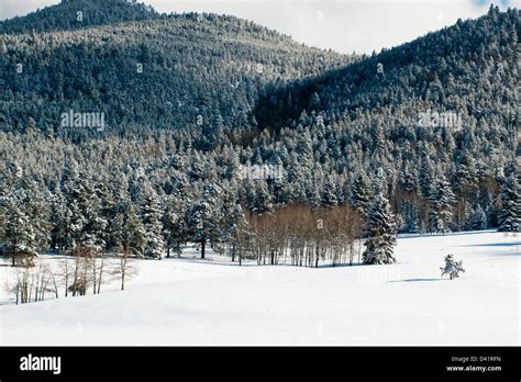 Winter forest near Evergreen, Colorado Stock Photo, Royalty Free Image: 54130153 - Alamy