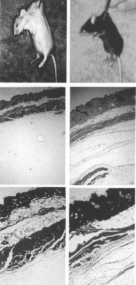 Tight skin mouse phenotype. Externally, the skin fibrosis of the Tsk ...