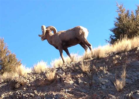 Bighorn Sheep Hunting | Horse Creek Outfitters