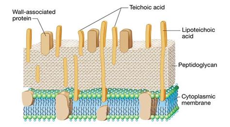 Notes sur la paroi cellulaire à Gram positif | Microbe | Dubitinsider