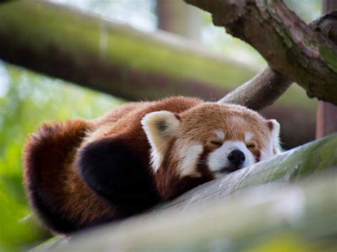 230+ Red Panda Sleeping In A Tree Stock Photos, Pictures & Royalty-Free ...