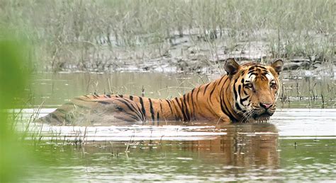 Guards at Kaziranga National Park Gunned Down Male Royal Bengal Tiger | Kaziranga National Park ...