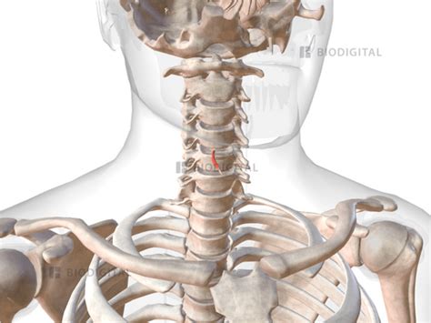 Right lateral cricoarytenoid | BioDigital Anatomy