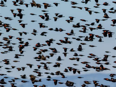 Red-winged Blackbird Migration: A Complete Guide | Birdfact