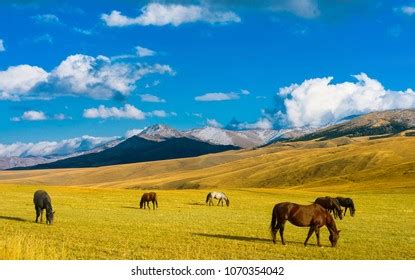 23,108 Kazakhstan steppe Images, Stock Photos & Vectors | Shutterstock