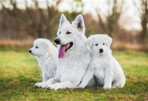 White German shepherd appearance, characteristics and HD pictures