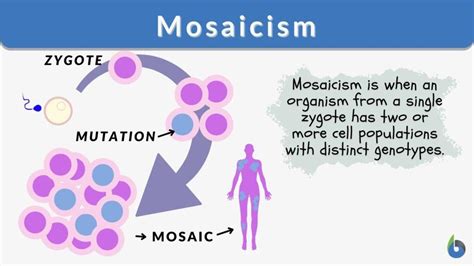 Mosaicism Definition and Examples - Biology Online Dictionary