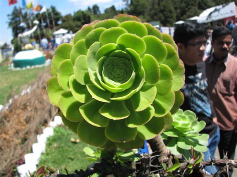 File:Cactus type of succulent plant.jpg - Wikimedia Commons