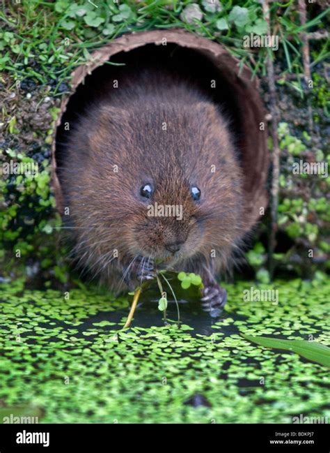 Water voles uk hi-res stock photography and images - Alamy