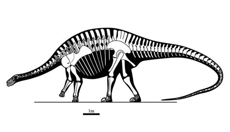 Herd of sauropod dinosaurs become the oldest diplodocoids ever ...