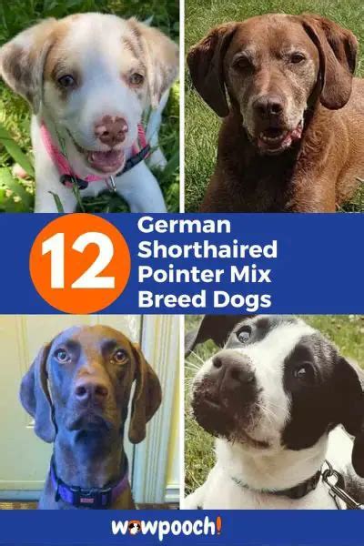 12 Gorgeous German Shorthaired Pointer Mix Breed Dogs - WowPooch