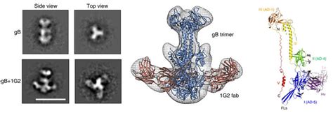 Epitope Mapping by 3D-EM - Creative Biostructure