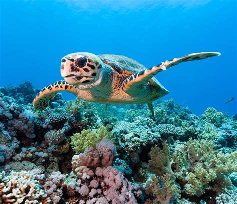 Suzy's Animals of the World Blog: THE HAWKSBILL SEA TURTLE