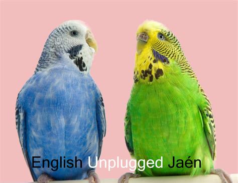 Tongue Twisters - ENGLISH unplugged JAEN