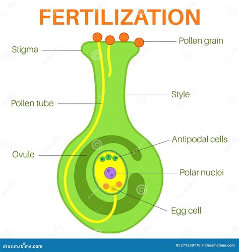 Plant Ovule