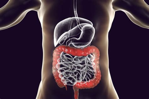 Colon (Large Intestine): Anatomy, Function, Structure