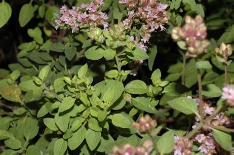 Origanum vulgare (Lamiaceae) image 7326 at PlantSystematics.org