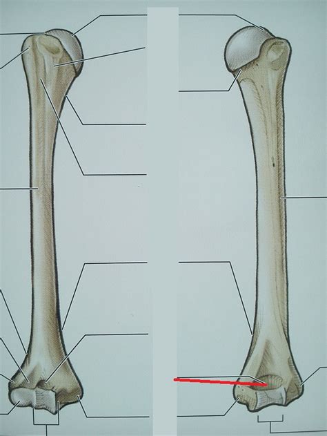 Level 33 - 6.2 Humerus - Anatomy of the Extremities - Memrise