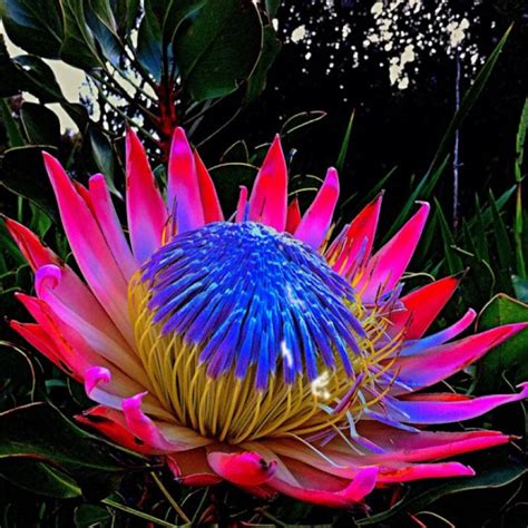 🔥 The King Protea - The national flower of South Africa. A member of ...