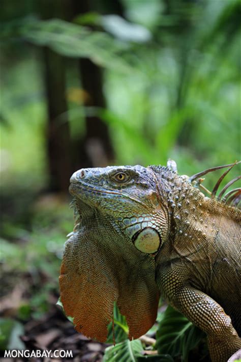 The Rainforest: Reptiles In The Rainforest