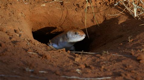 Skinks in the Desert: Behavior as an Adaptation for Survival | PBS LearningMedia