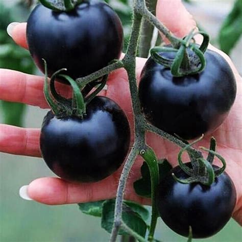 200pcs black tomato seeds vegetable and fruit organic plant seedlings Seeds of perennial bonsai ...