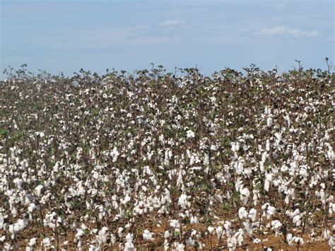 Folklife Friday: Picking Cotton