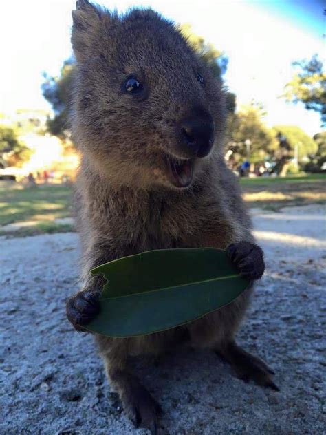 PsBattle: This friendly quokka : r/photoshopbattles