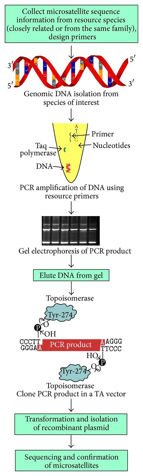 Schematic representation of development of microsatellite markers by... | Download Scientific ...