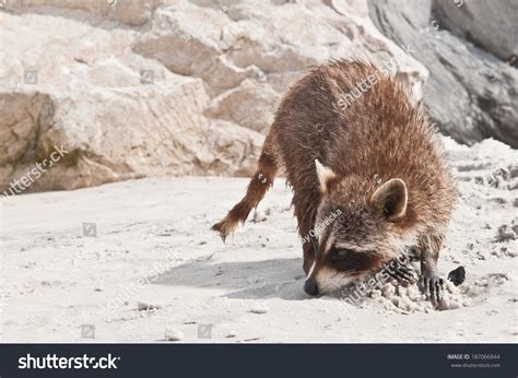 102 Raccoon Behavior Images, Stock Photos & Vectors | Shutterstock