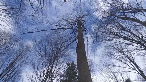 Maple Tree Bark Drawing