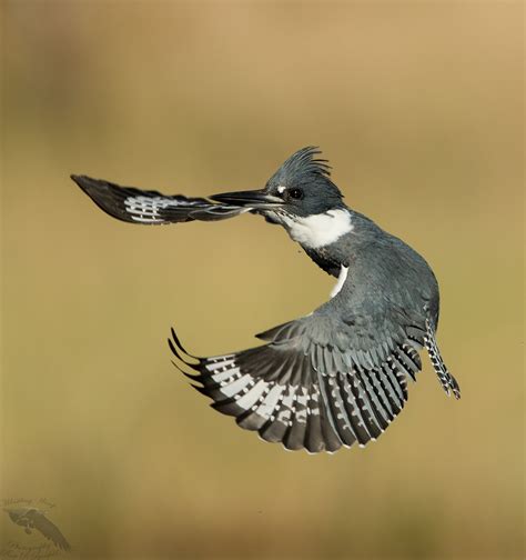 Belted Kingfisher - Whistling Wings Photography