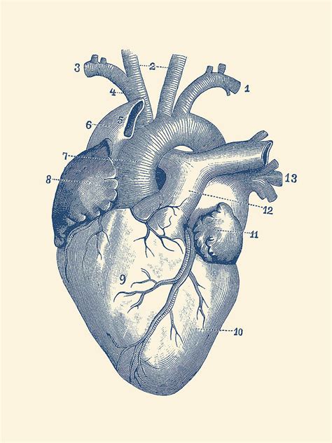 Human Heart Diagram - Vintage Anatomy Drawing by Vintage Anatomy Prints - Fine Art America