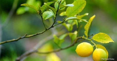 Lemon Tree Losing Leaves? How To Save It