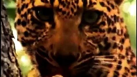 -Animal Face-Off- Gorilla vs. Leopard - video dailymotion