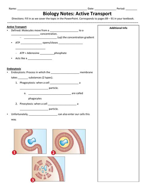 Active And Passive Transport Worksheet – E Street Light