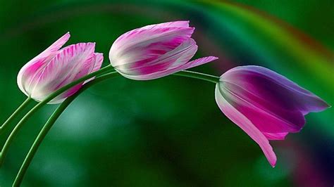 Rainbow Tulips Wallpapers - Wallpaper Cave