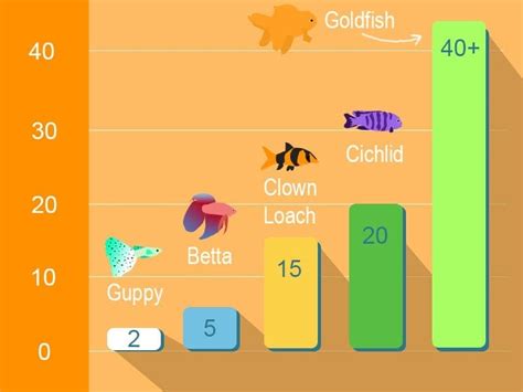 How Long Do Goldfish Live? Vet-Approved Lifespan Data | Hepper