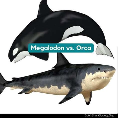 Megalodon Size Comparison: How Big Was The Megalodon? - Dutch Shark Society