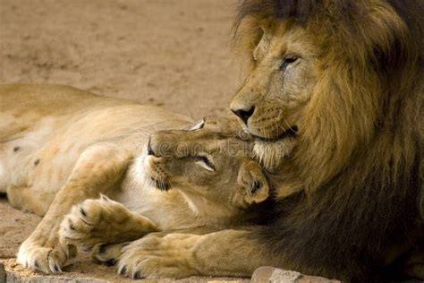 Lion Couple stock photo. Image of pride, female, undomesticated - 5888102