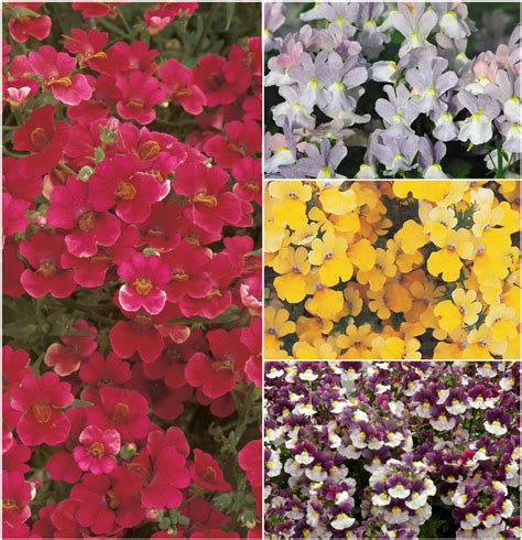 Nemesia Multiple Varieties | Garden Center Marketing