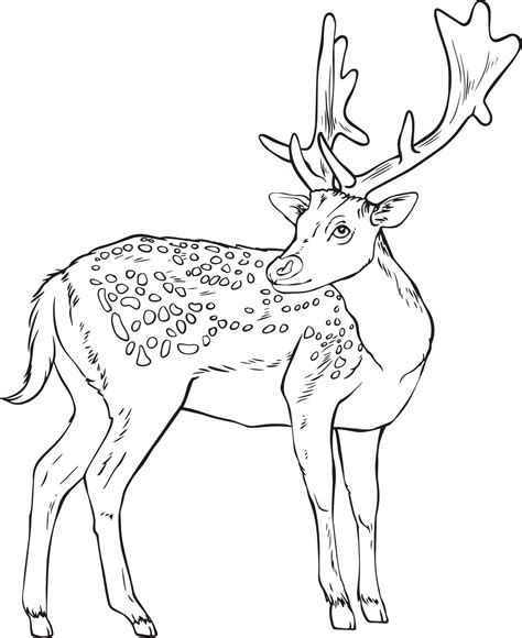 Deer with antlers. Black and white vector drawing. For coloring books ...